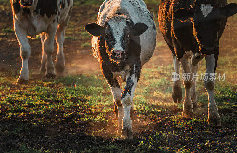 Les vaches au champs